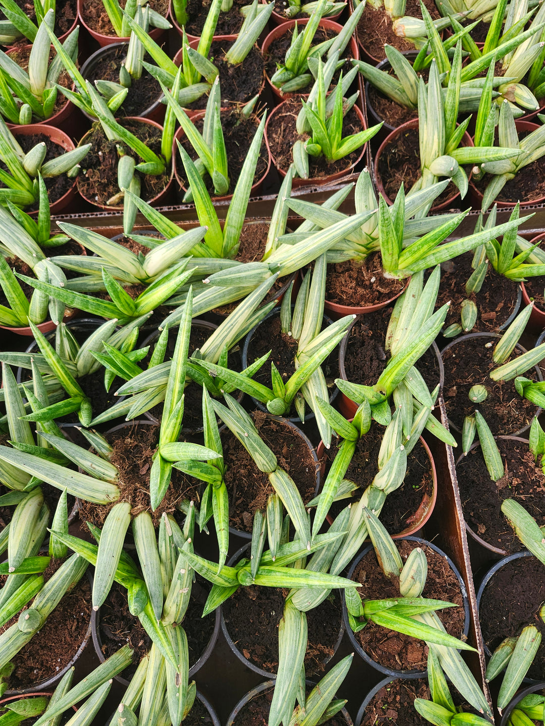 Sansevieria Variegated Starfish (4in)- Growers Choice