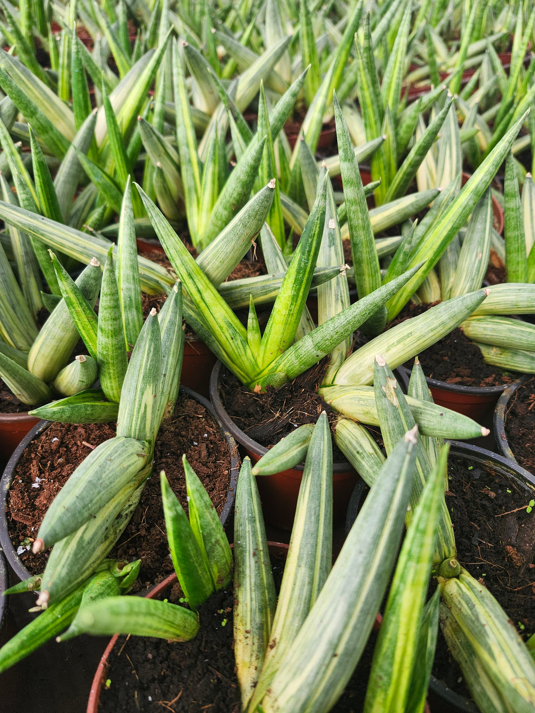 Sansevieria Variegated Starfish (4in)- Growers Choice