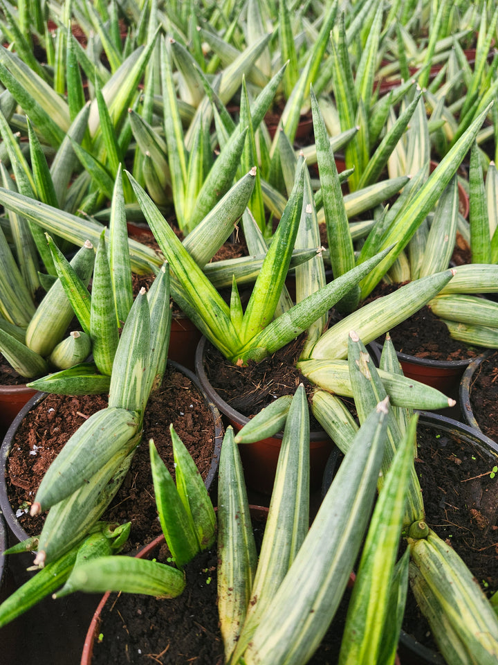 Sansevieria Variegated Starfish (4in)- Growers Choice