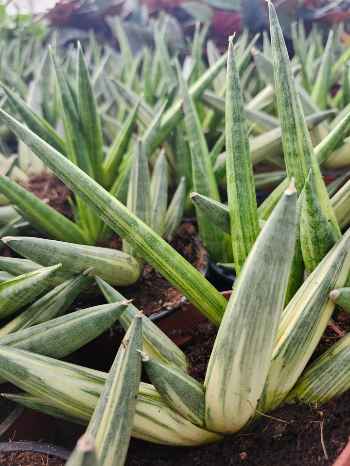 Sansevieria Variegated Starfish (4in)- Growers Choice