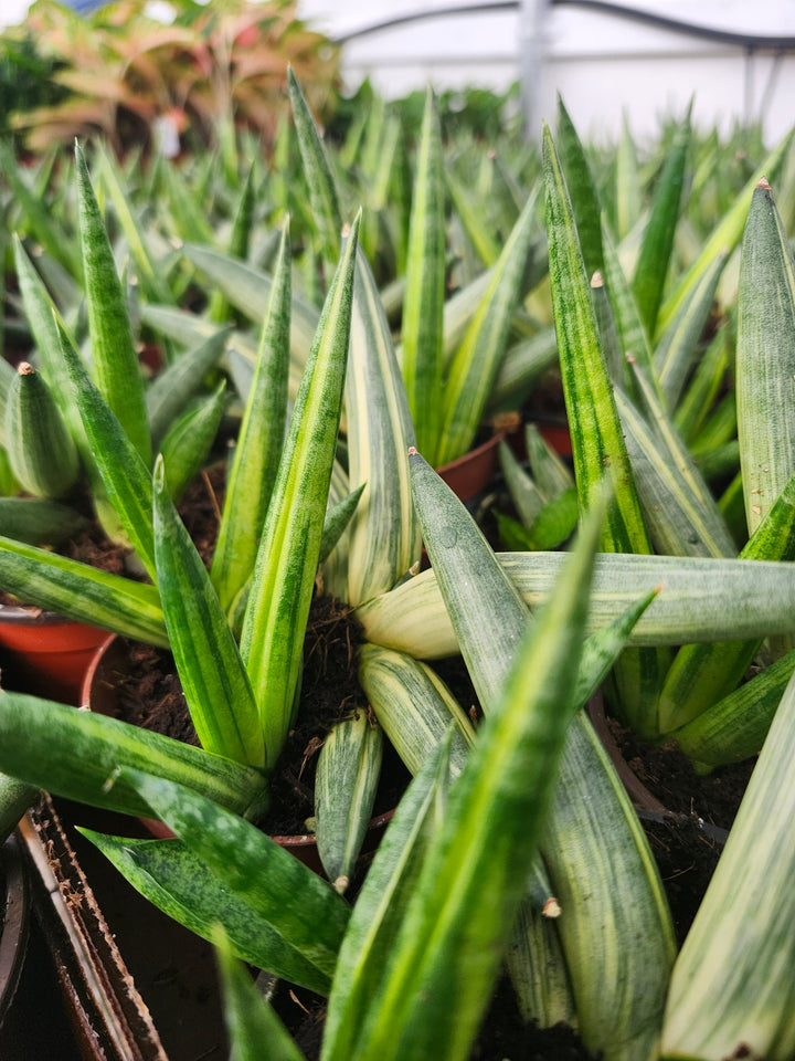 Sansevieria Variegated Starfish (4in)- Growers Choice
