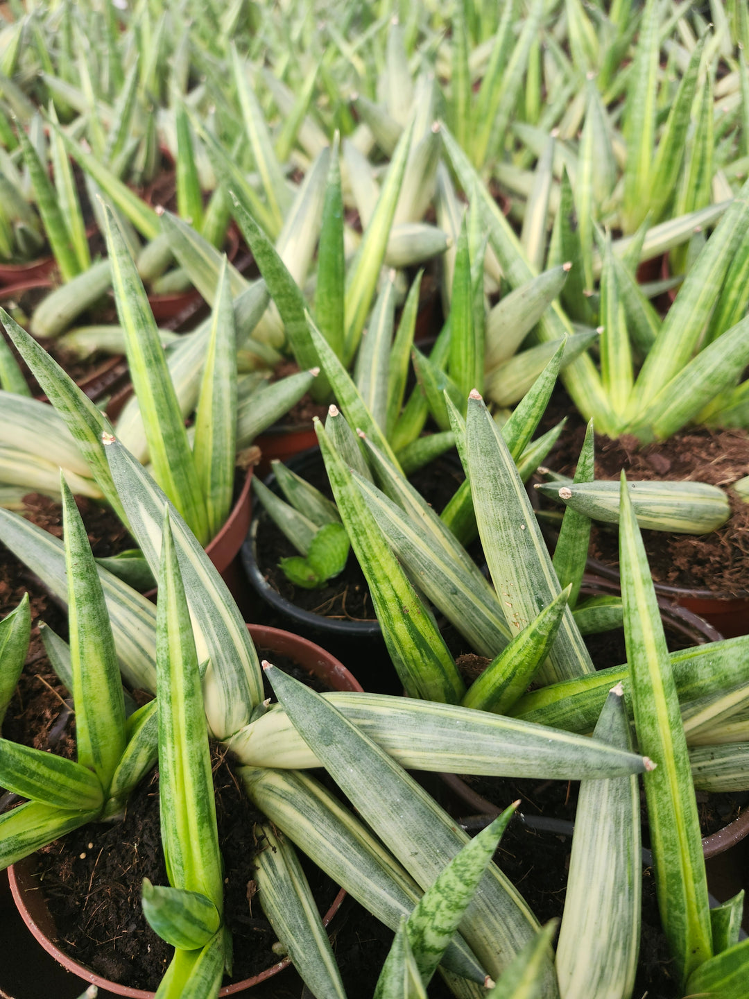 Sansevieria Variegated Starfish (4in)- Growers Choice