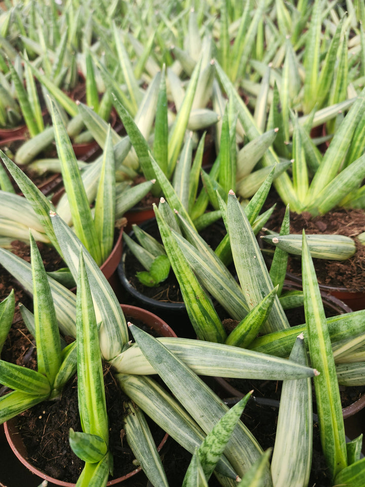 Sansevieria Variegated Starfish (4in)- Growers Choice