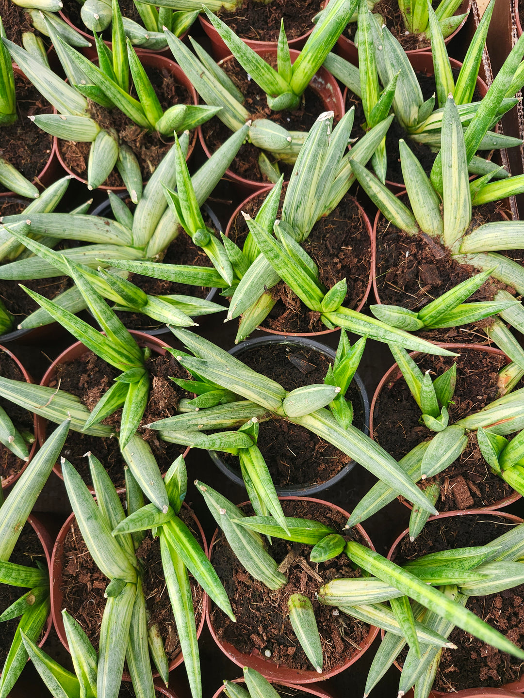 Sansevieria Variegated Starfish (4in)- Growers Choice