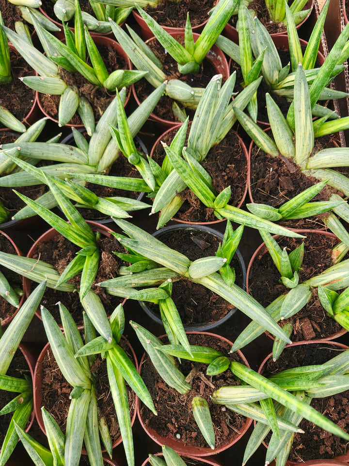 Sansevieria Variegated Starfish (4in)- Growers Choice