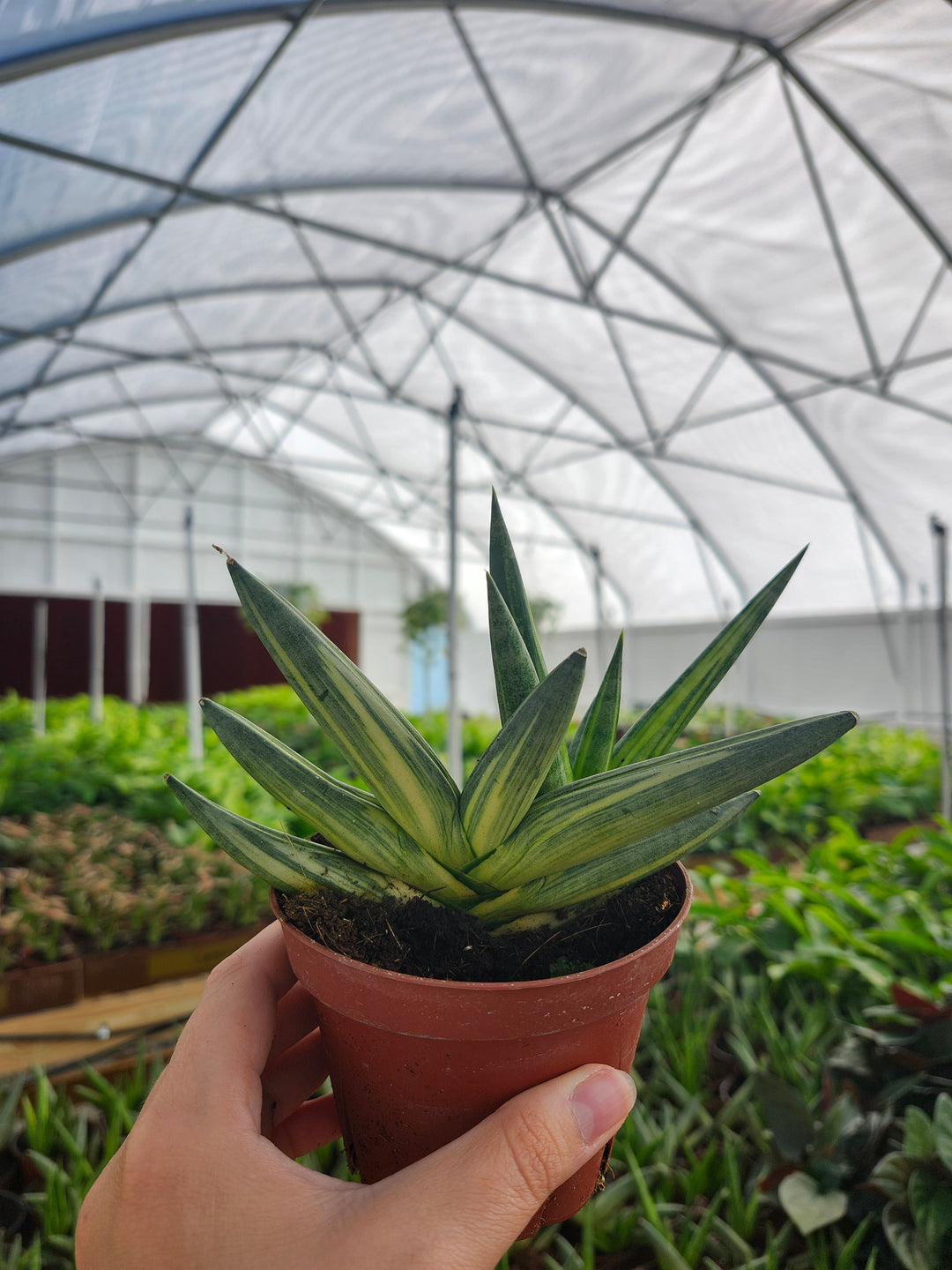 Sansevieria Variegated Starfish (4in)- Growers Choice