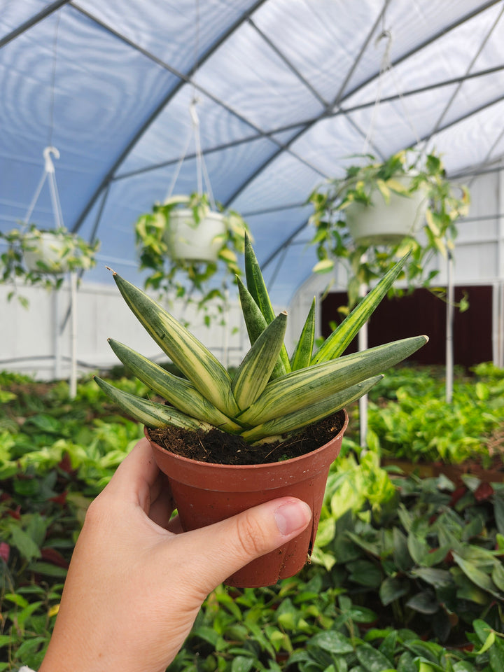 Sansevieria Variegated Starfish (4in)- Growers Choice