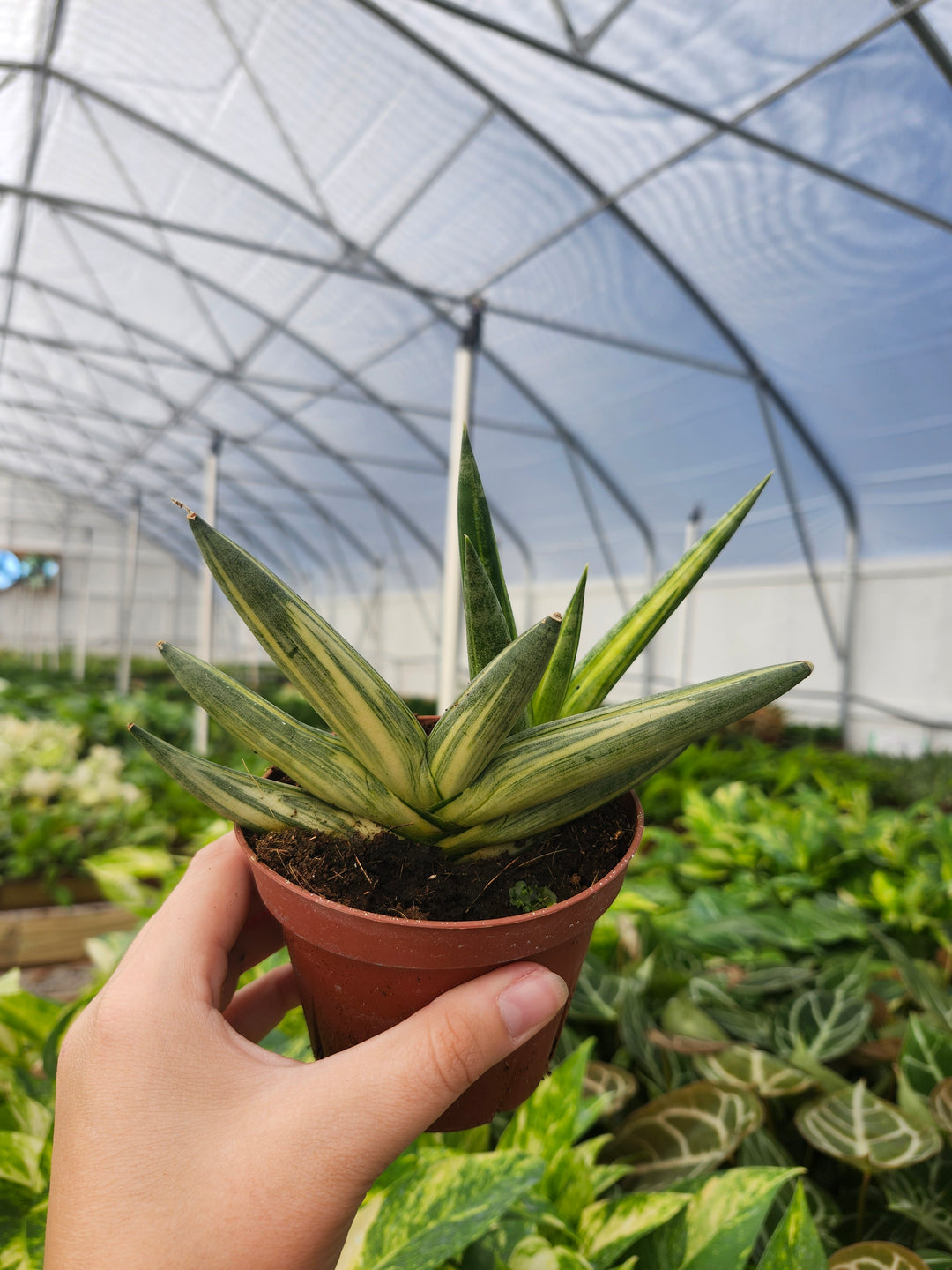 Sansevieria Variegated Starfish (4in)- Growers Choice