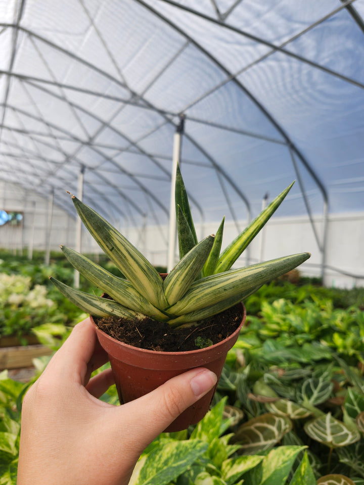 Sansevieria Variegated Starfish (4in)- Growers Choice