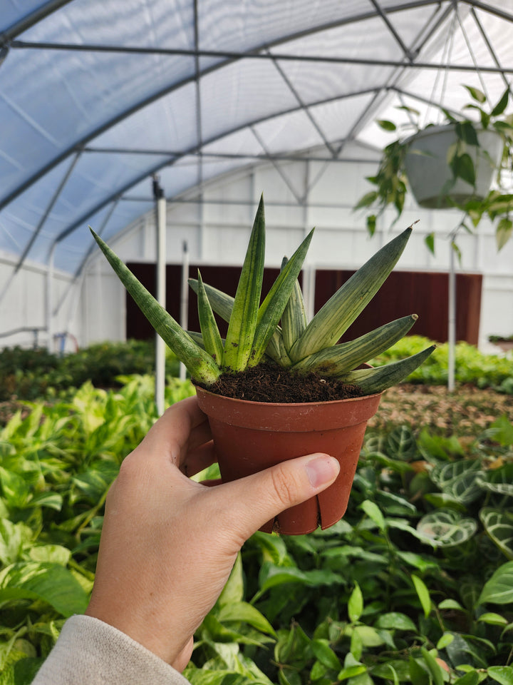 Sansevieria Variegated Starfish (4in)- Growers Choice