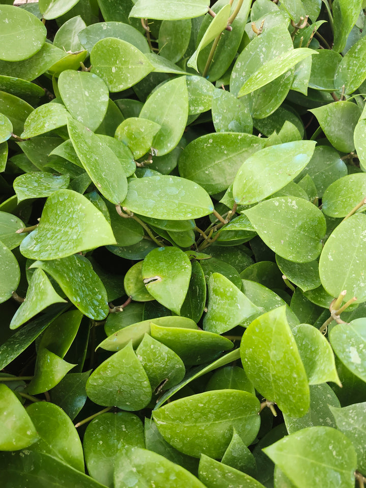 Hoya Parasitica Splash (4in)- Growers Choice