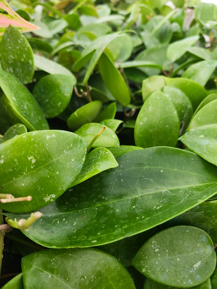 Hoya Parasitica Splash (4in)- Growers Choice