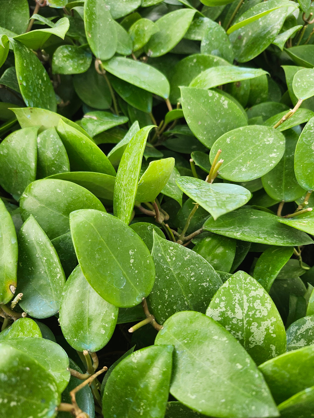 Hoya Parasitica Splash (4in)- Growers Choice