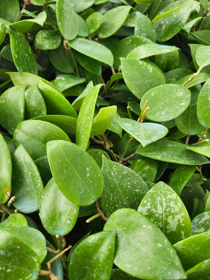 Hoya Parasitica Splash (4in)- Growers Choice