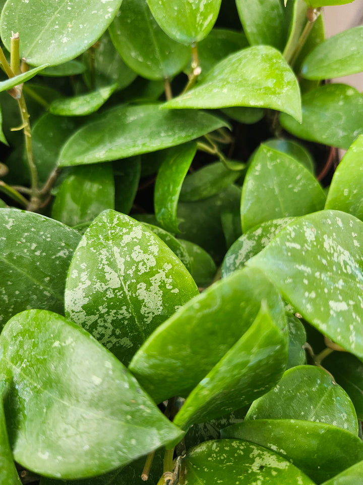 Hoya Parasitica Splash (4in)- Growers Choice