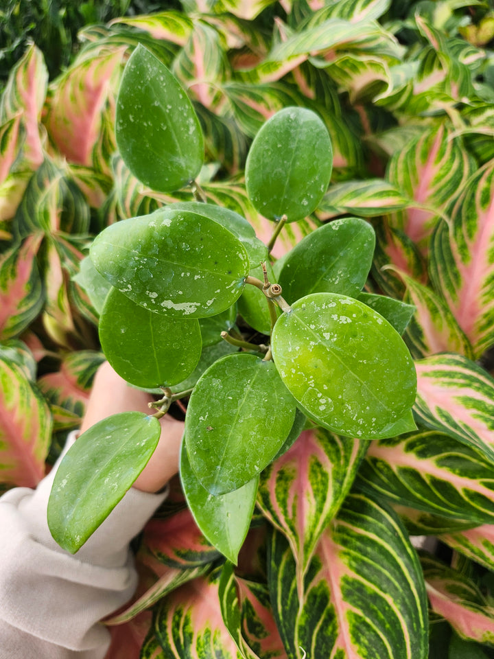 Hoya Parasitica Splash (4in)- Growers Choice