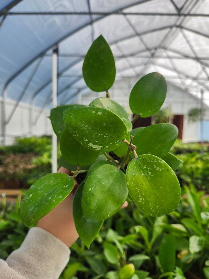 Hoya Parasitica Splash (4in)- Growers Choice