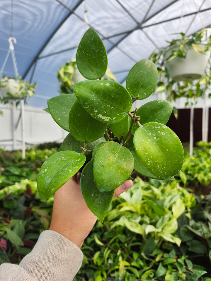 Hoya Parasitica Splash (4in)- Growers Choice
