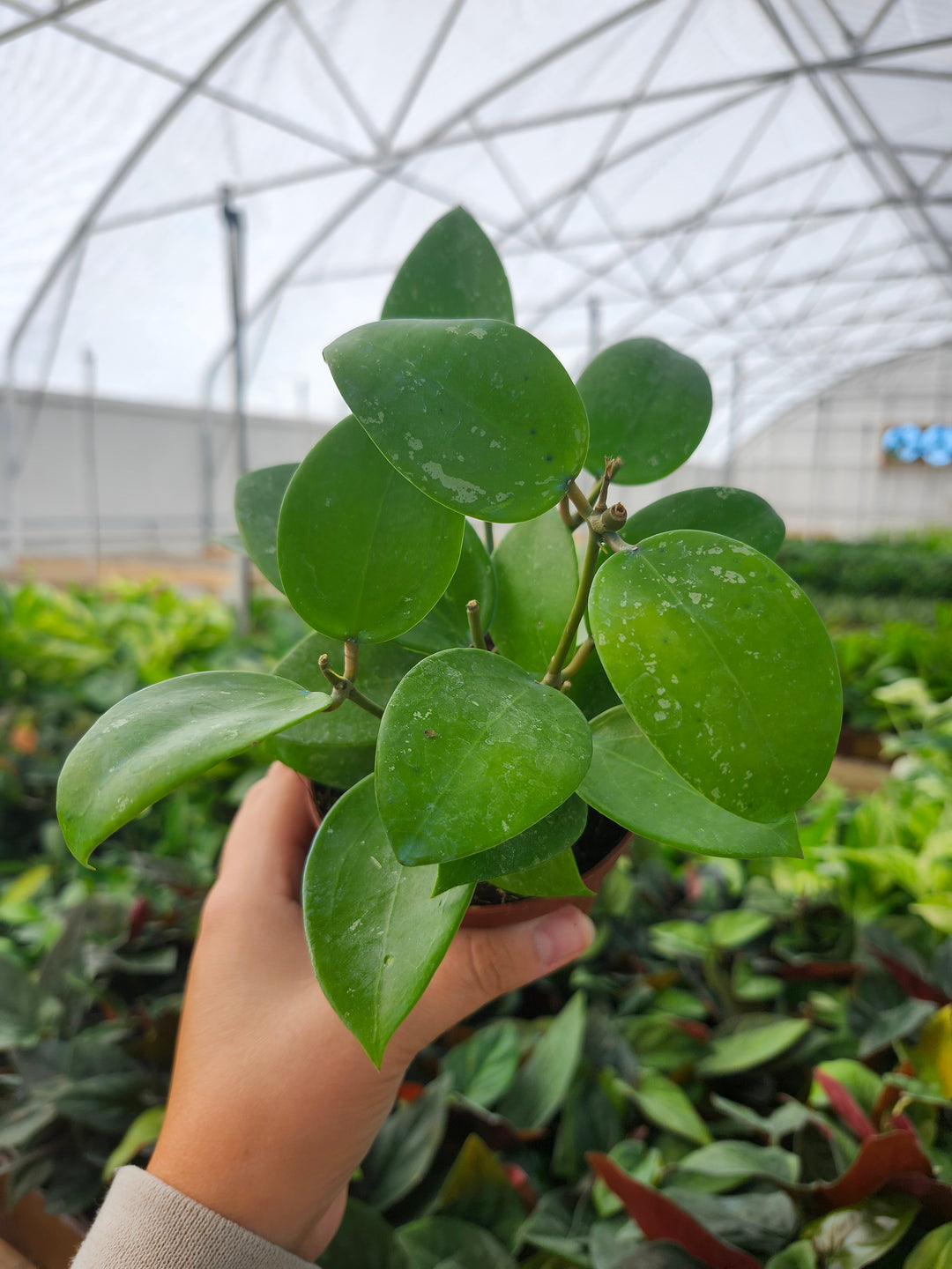 Hoya Parasitica Splash (4in)- Growers Choice