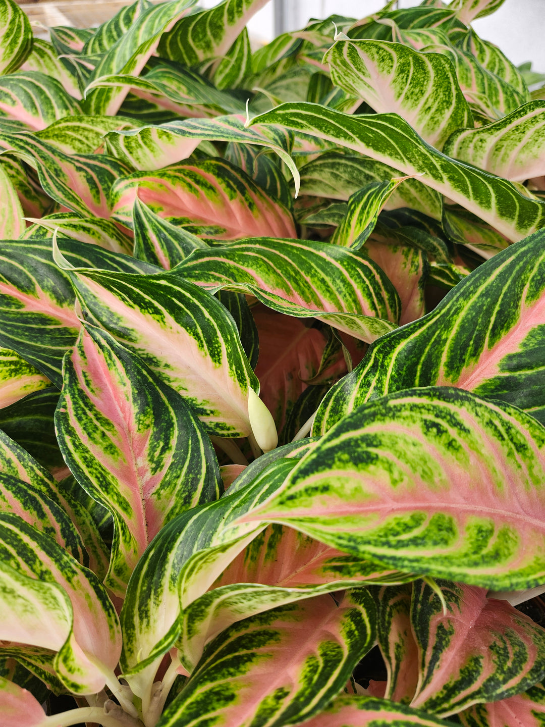 Aglaonema Pink Panama (4in)- Growers Choice