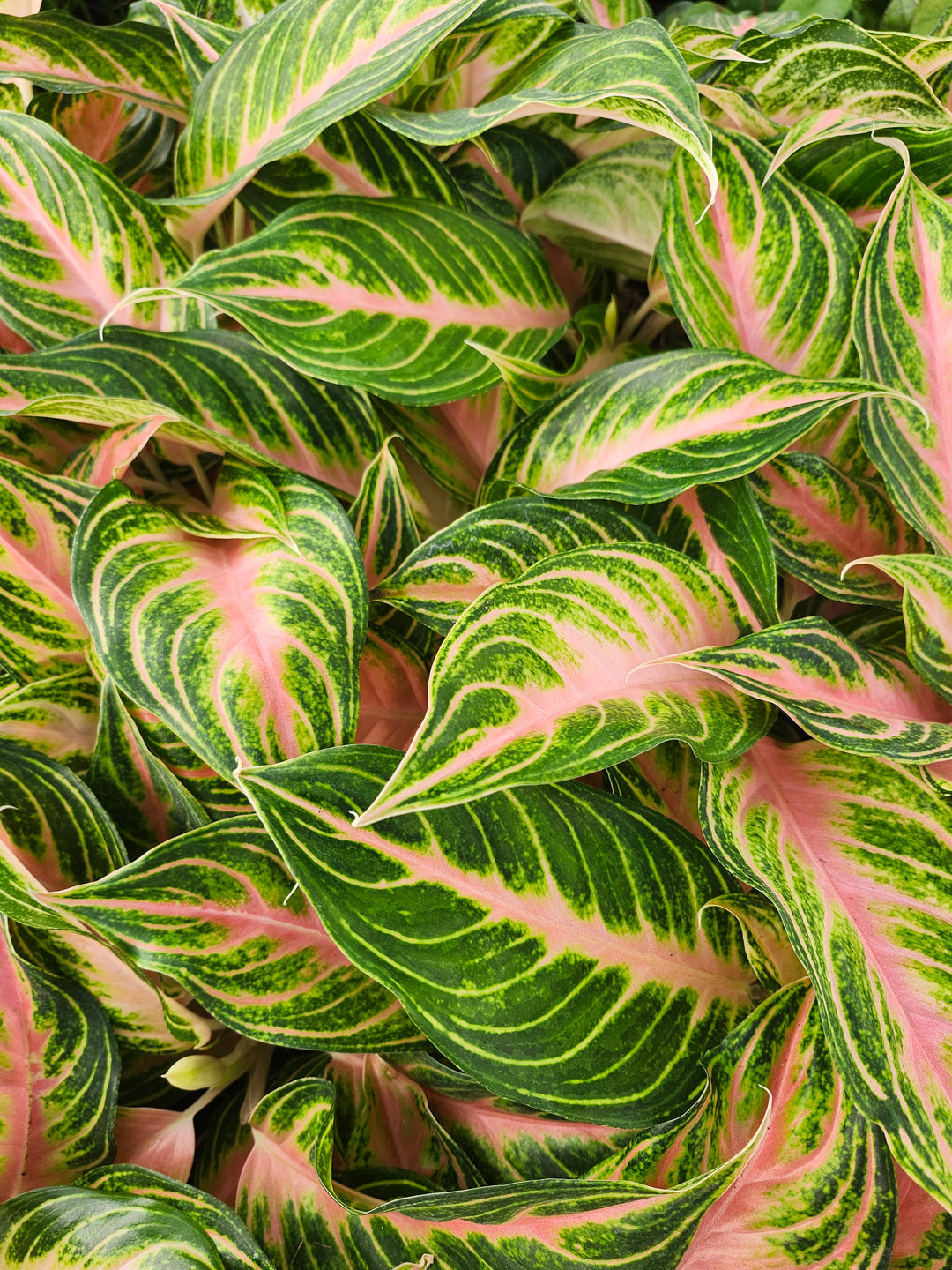 Aglaonema Pink Panama (4in)- Growers Choice