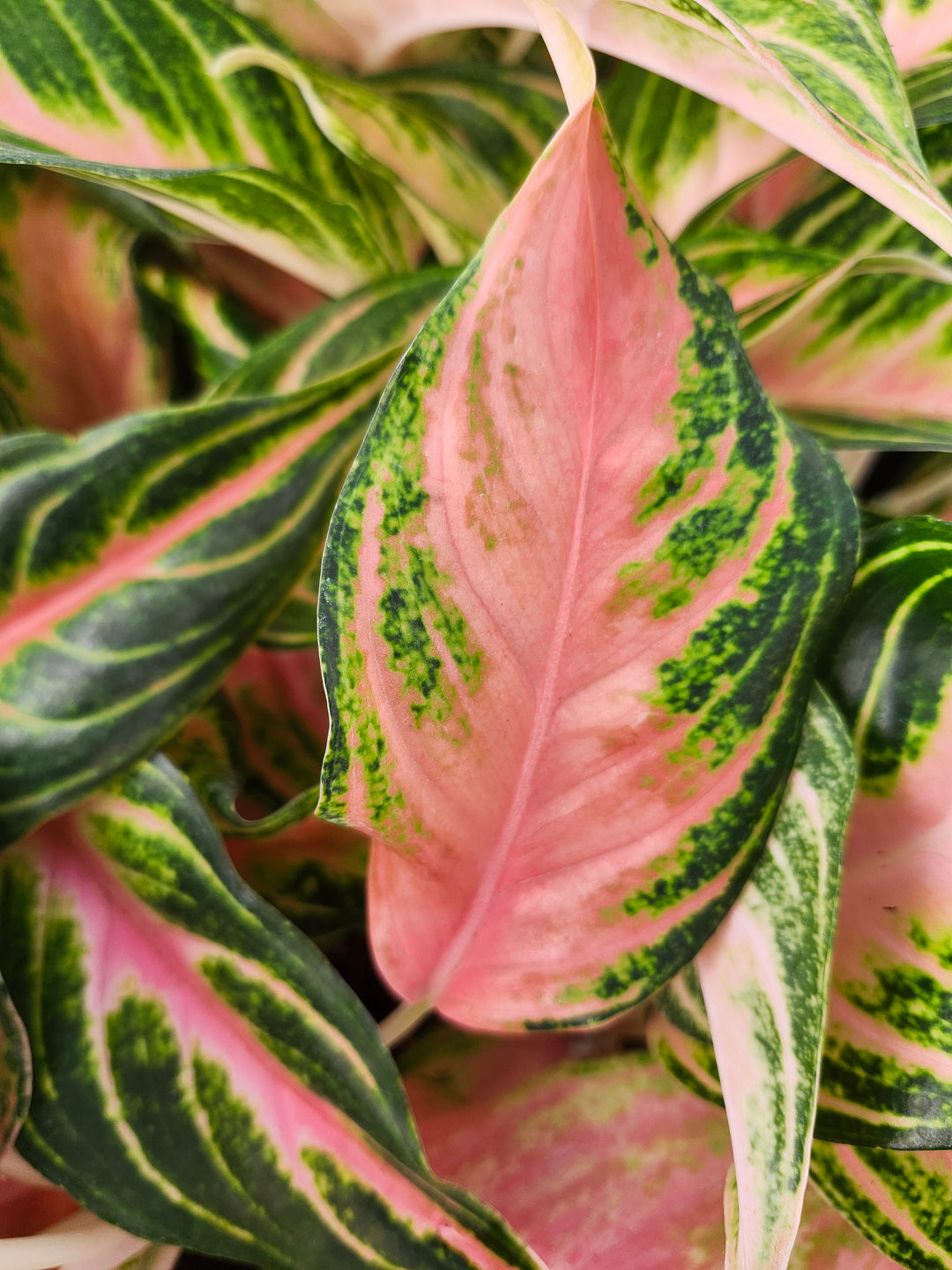 Aglaonema Pink Panama (4in)- Growers Choice