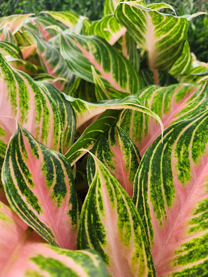 Aglaonema Pink Panama (4in)- Growers Choice