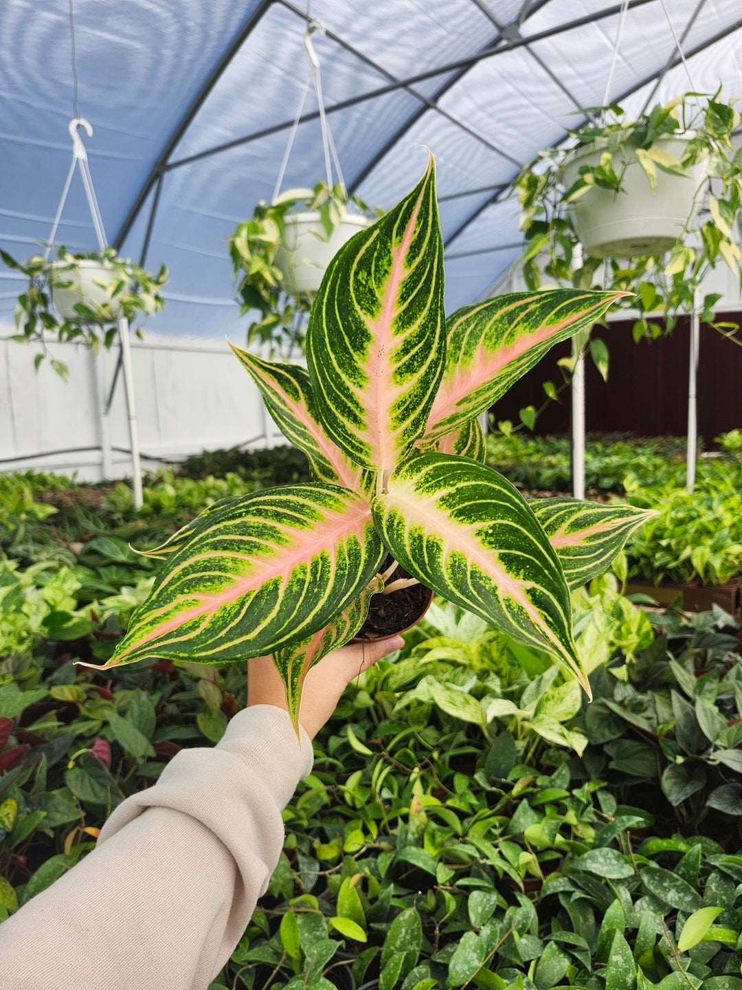 Aglaonema Pink Panama (4in)- Growers Choice