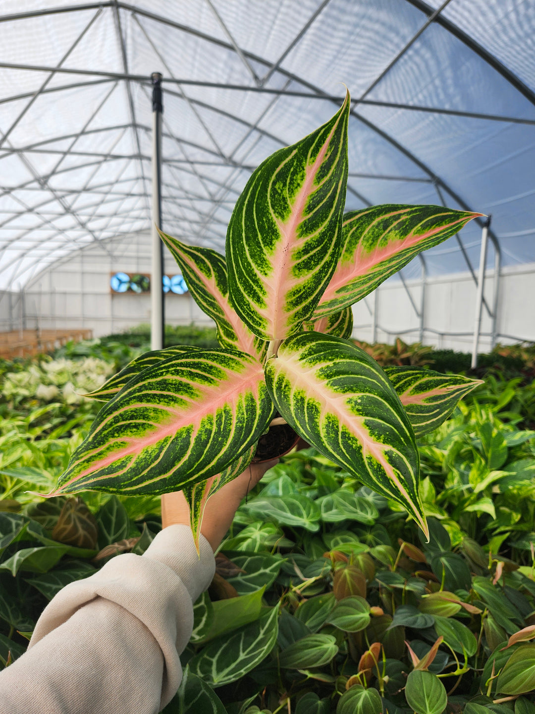 Aglaonema Pink Panama (4in)- Growers Choice