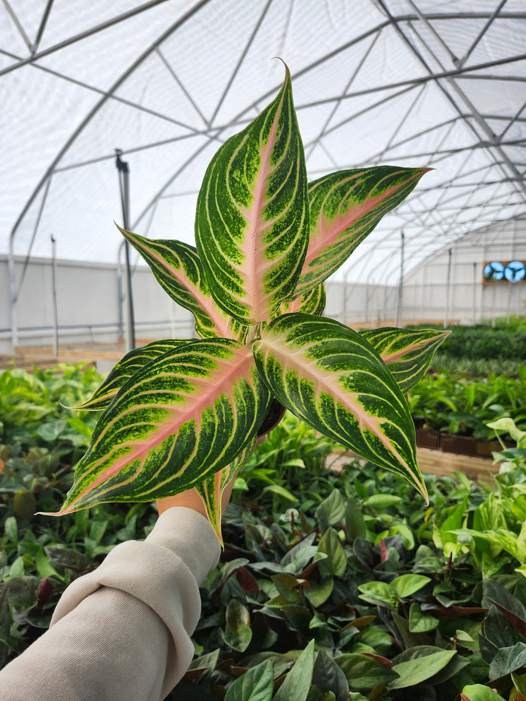 Aglaonema Pink Panama (4in)- Growers Choice