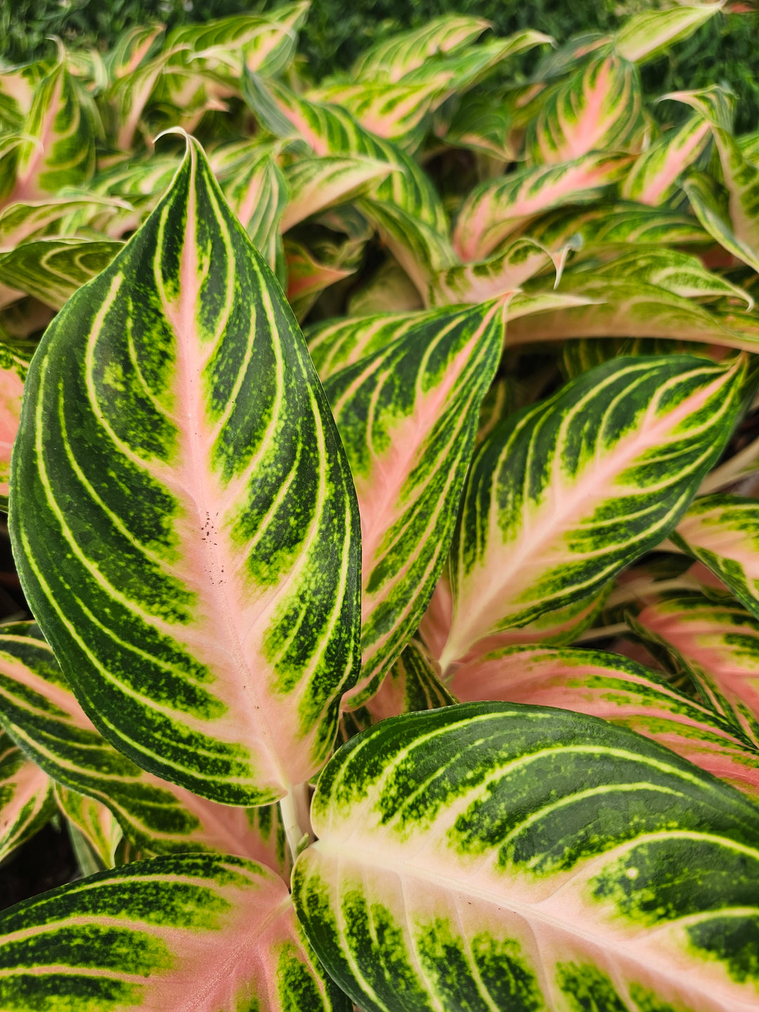 Aglaonema Pink Panama (4in)- Growers Choice
