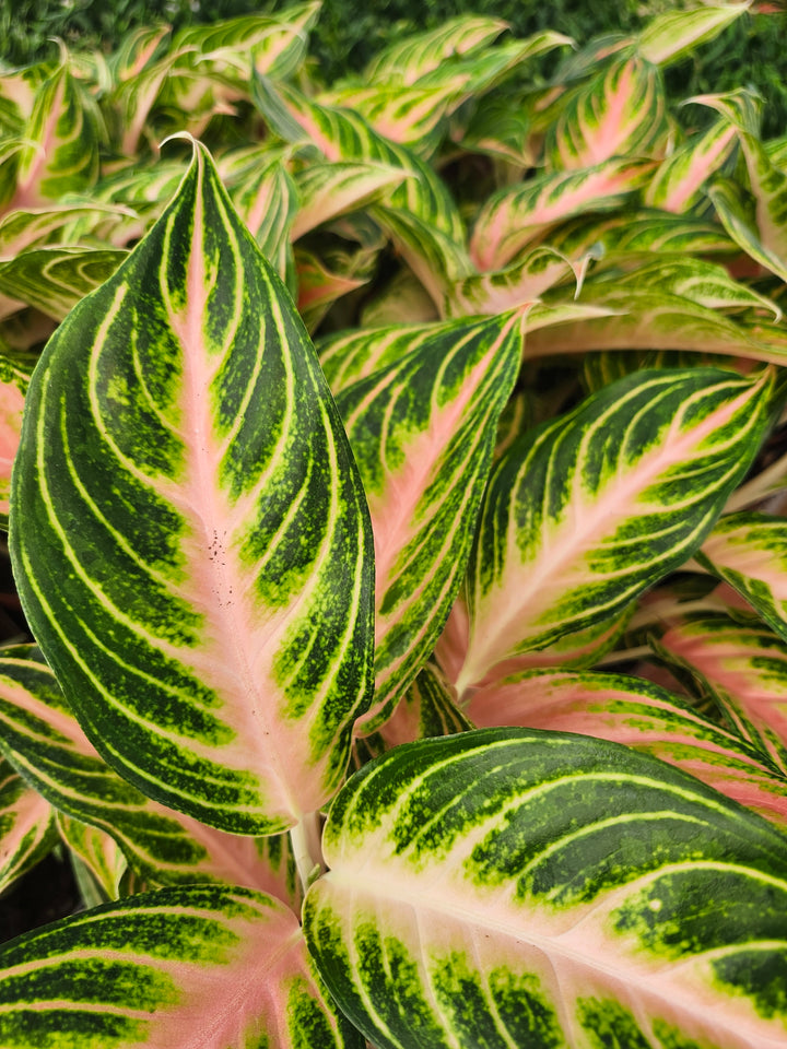 Aglaonema Pink Panama (4in)- Growers Choice