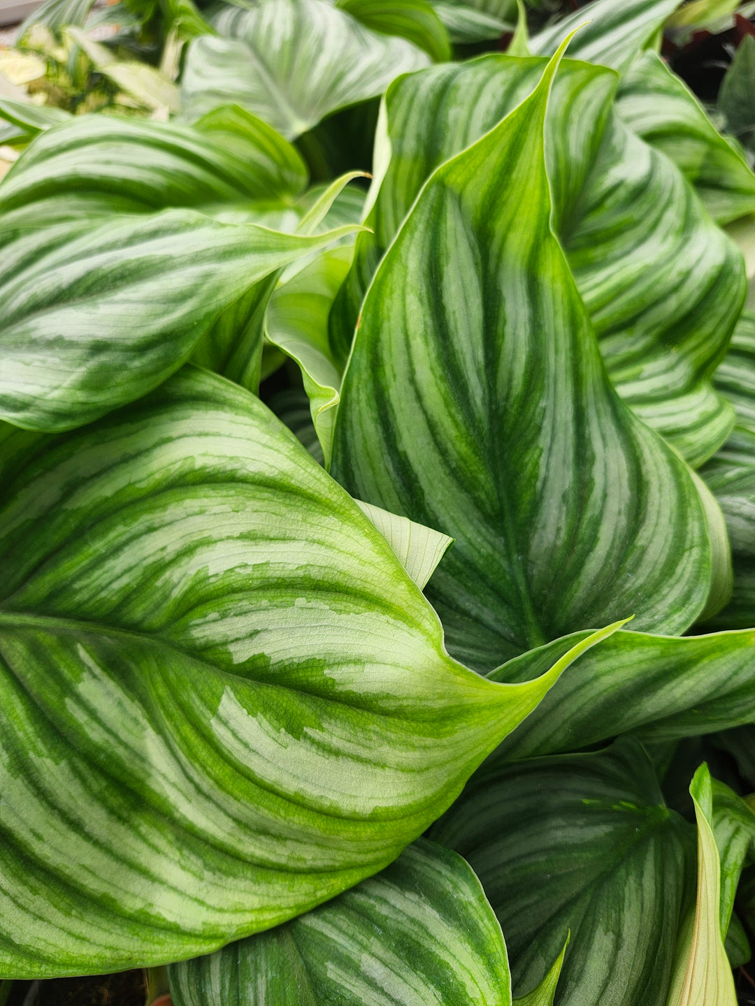 Philodendron Pastazum Silver (4in)- Growers Choice