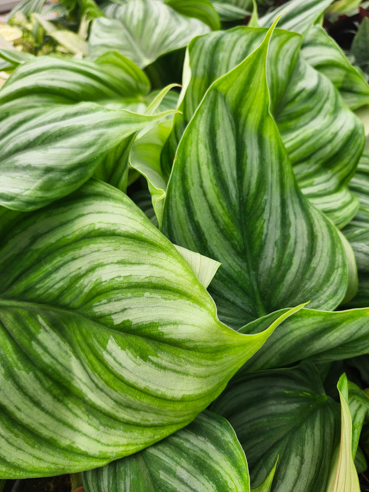 Philodendron Pastazum Silver (4in)- Growers Choice