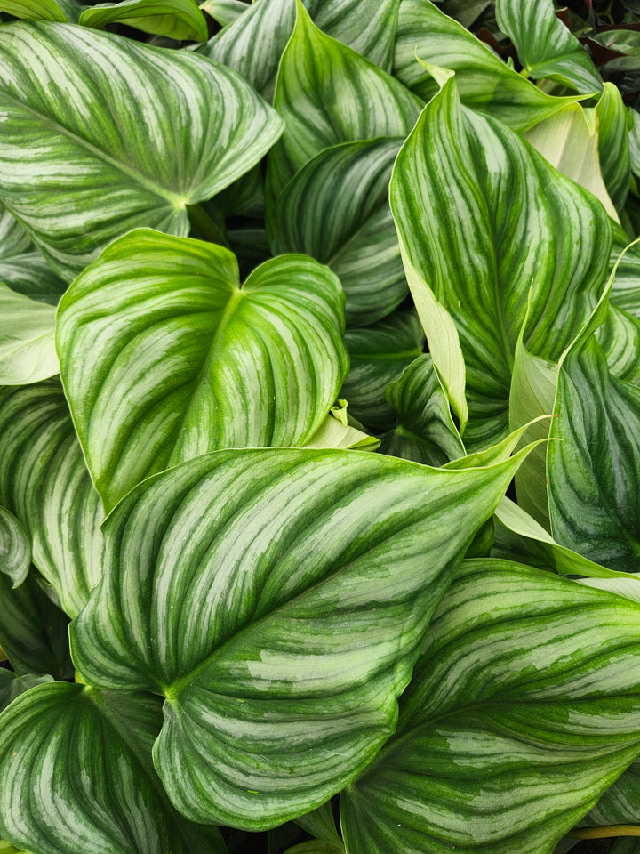 Philodendron Pastazum Silver (4in)- Growers Choice