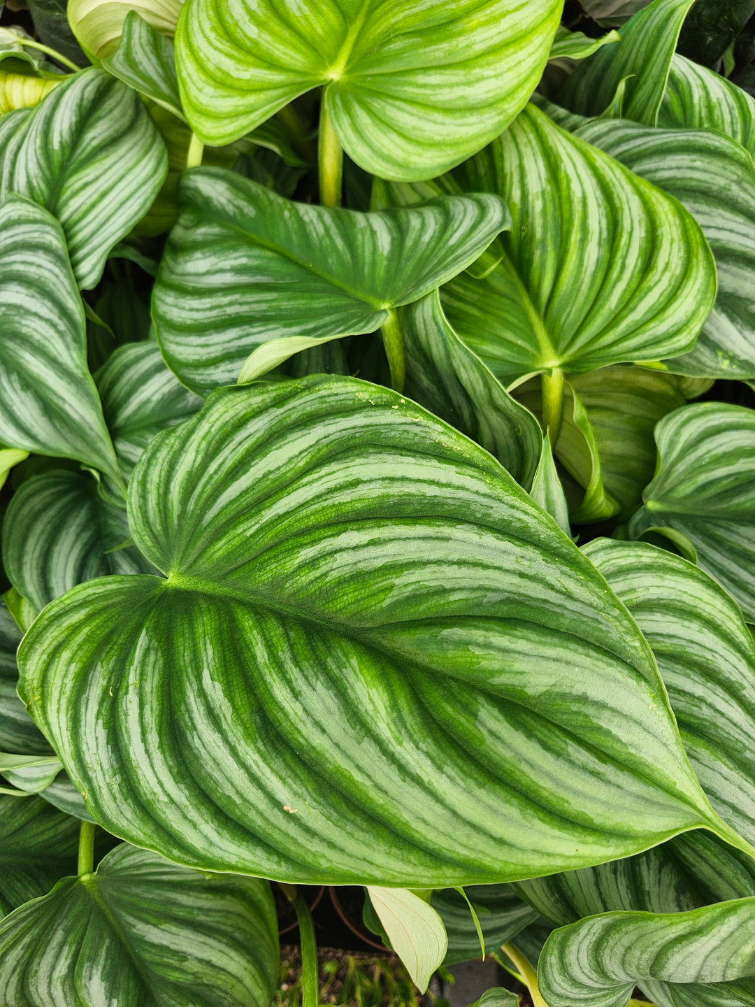 Philodendron Pastazum Silver (4in)- Growers Choice