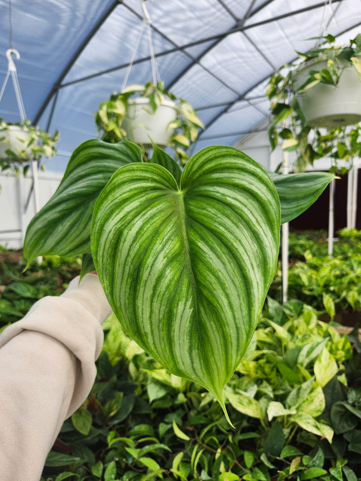 Philodendron Pastazum Silver (4in)- Growers Choice
