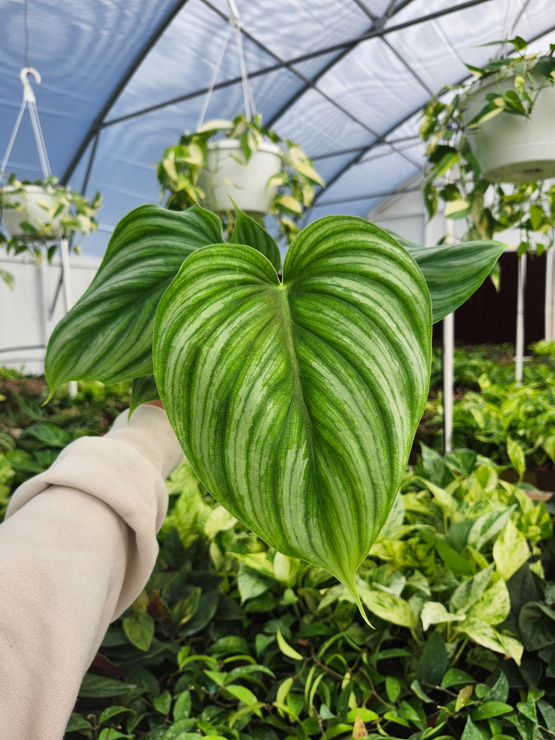 Philodendron Pastazum Silver (4in)- Growers Choice