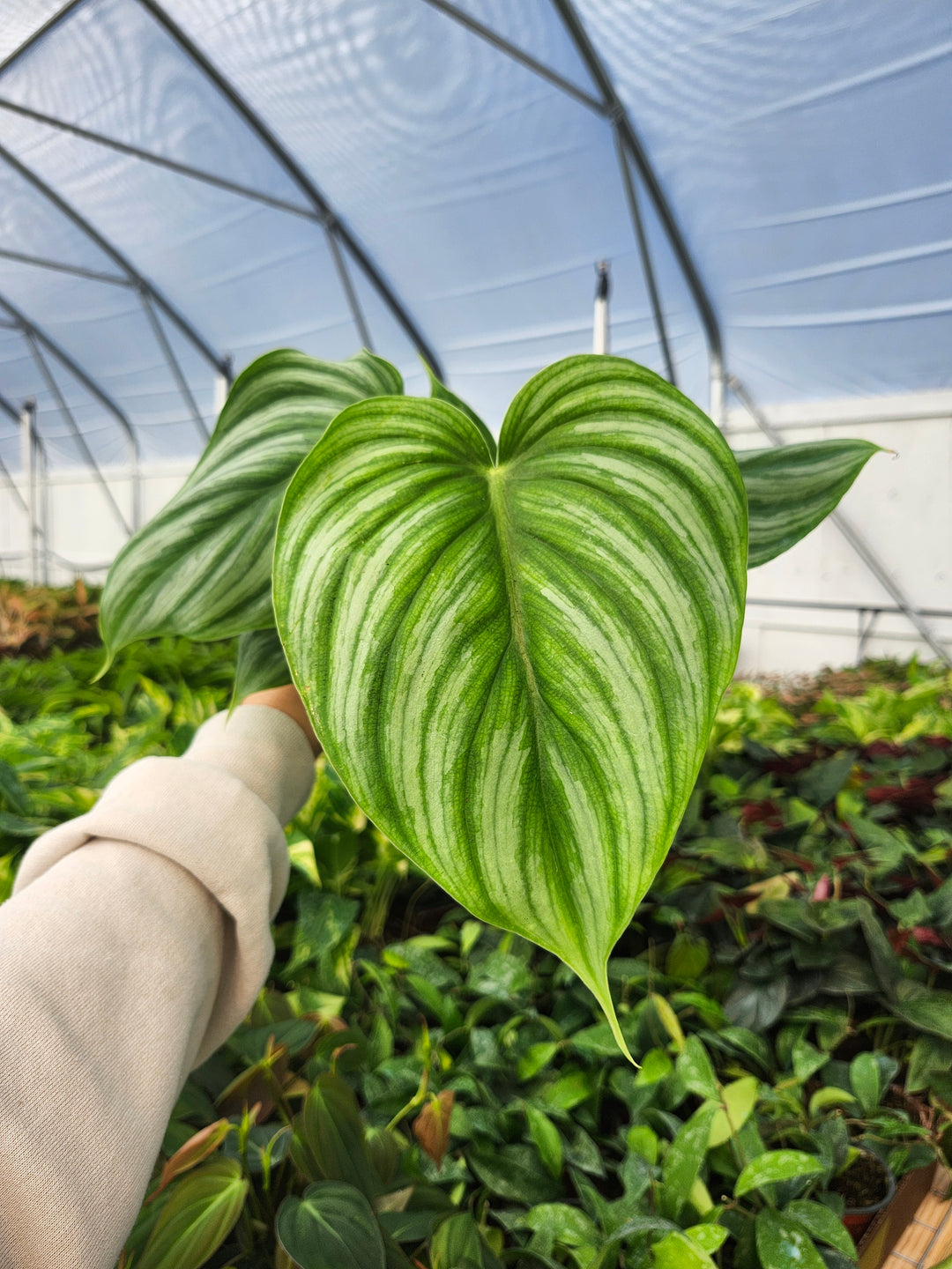Philodendron Pastazum Silver (4in)- Growers Choice