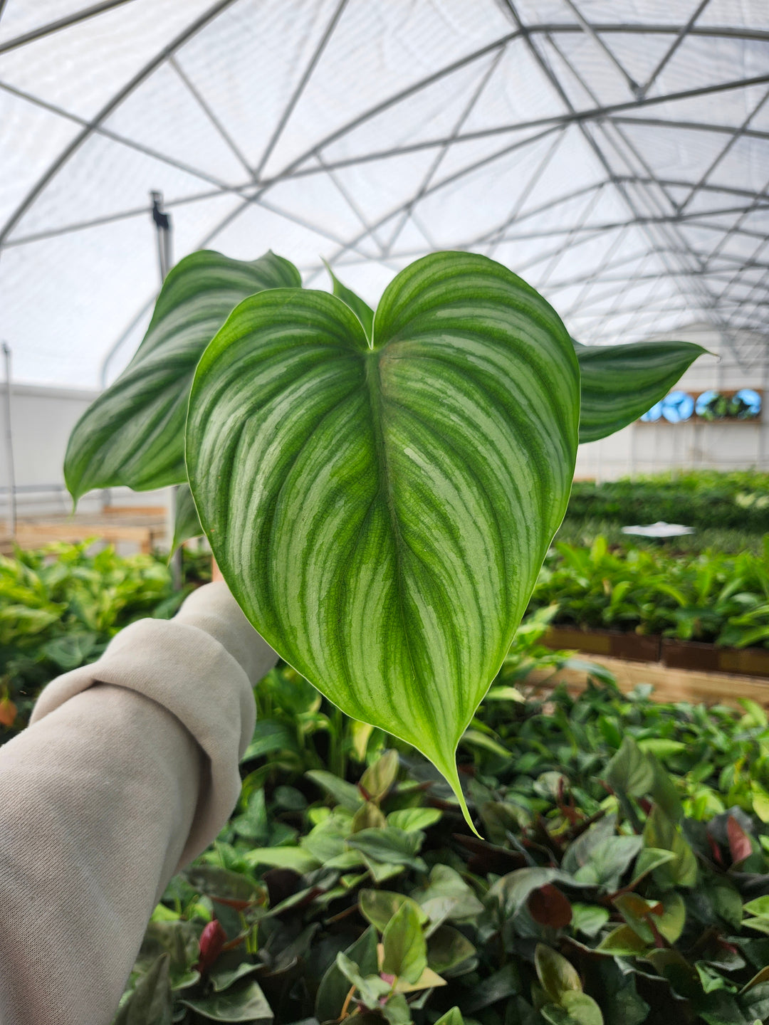 Philodendron Pastazum Silver (4in)- Growers Choice