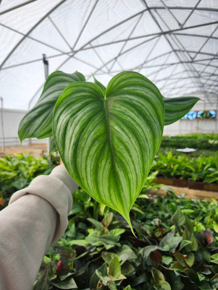 Philodendron Pastazum Silver (4in)- Growers Choice