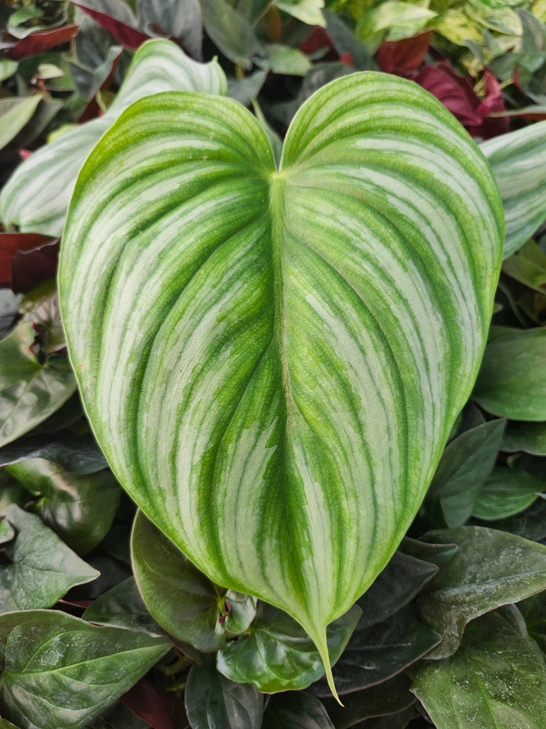 Philodendron Pastazum Silver (4in)- Growers Choice