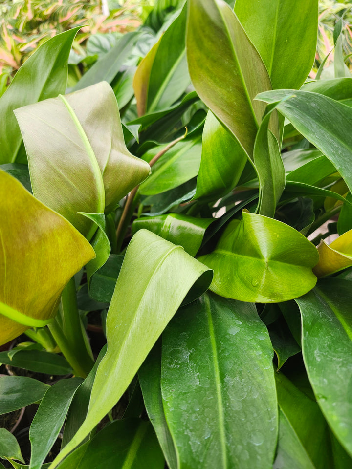 Philodendron Ruizii (4in)- Growers Choice
