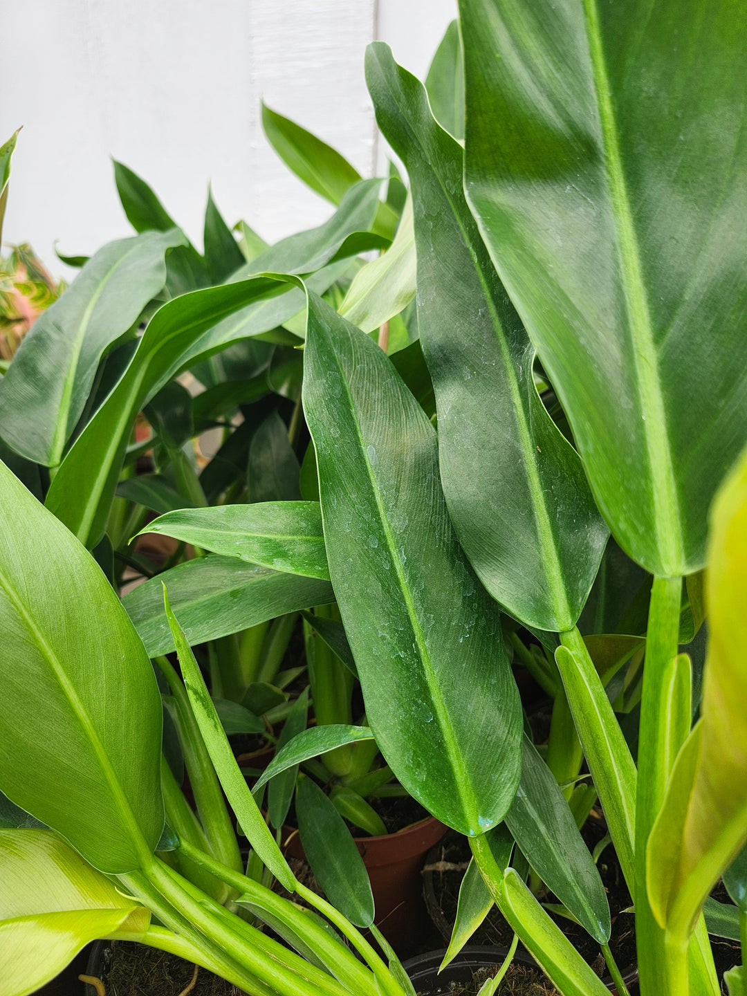 Philodendron Ruizii (4in)- Growers Choice