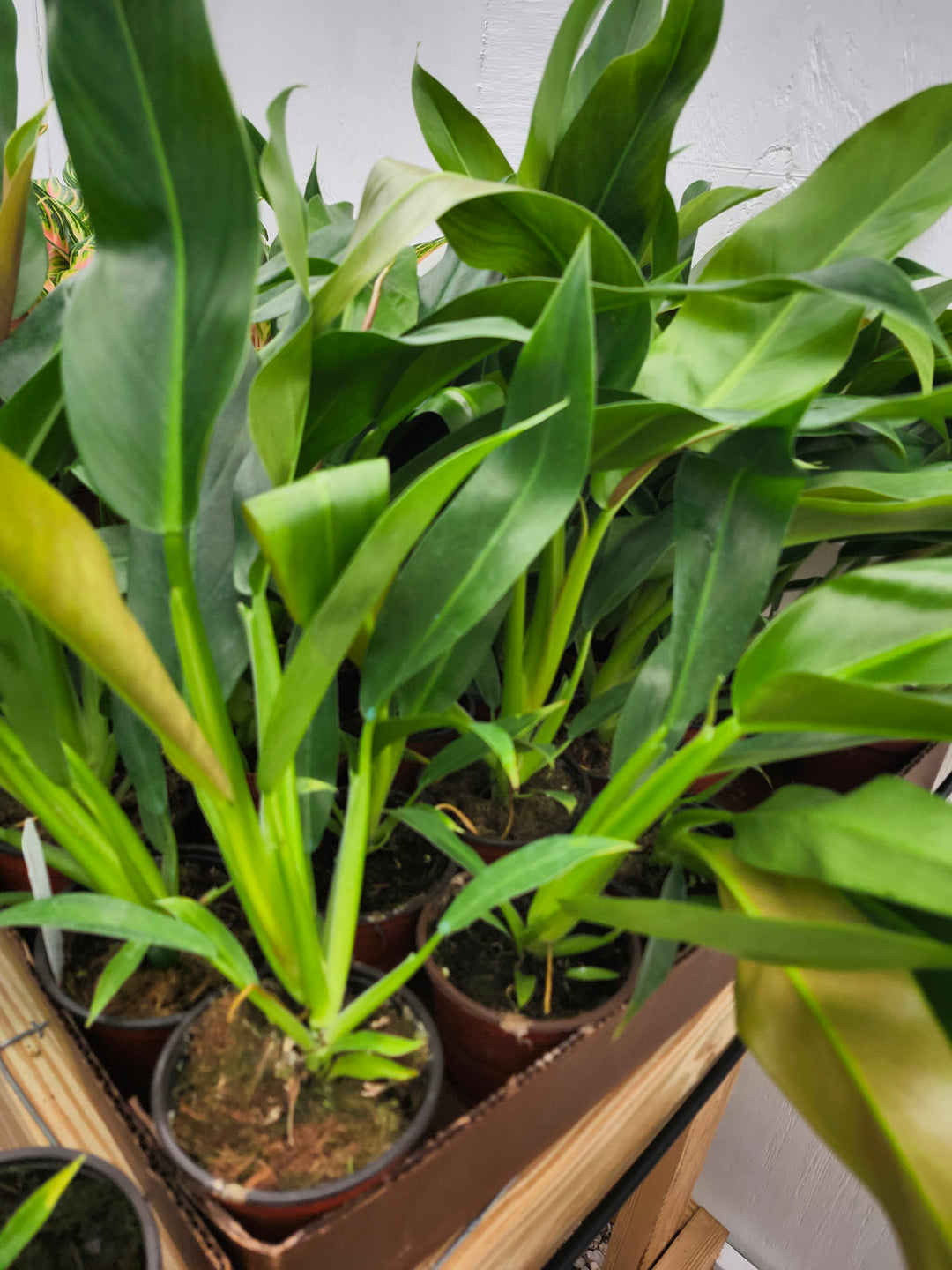 Philodendron Ruizii (4in)- Growers Choice