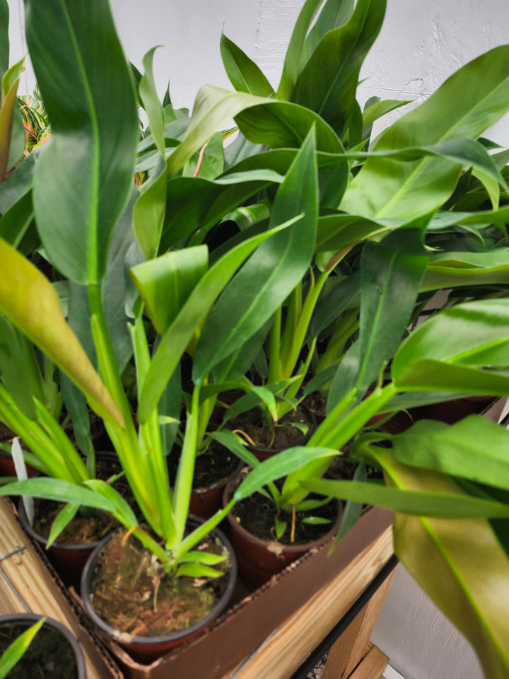Philodendron Ruizii (4in)- Growers Choice