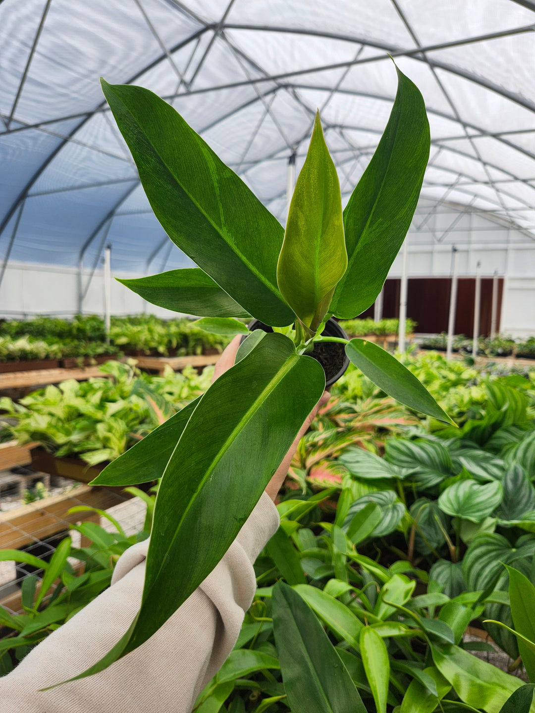 Philodendron Ruizii (4in)- Growers Choice