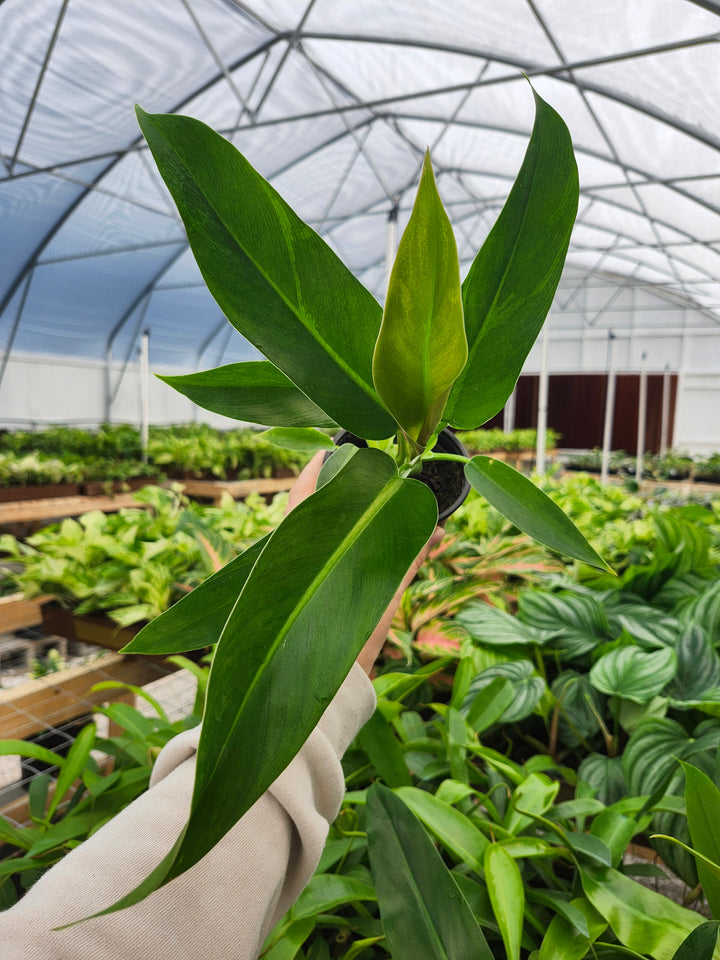 Philodendron Ruizii (4in)- Growers Choice