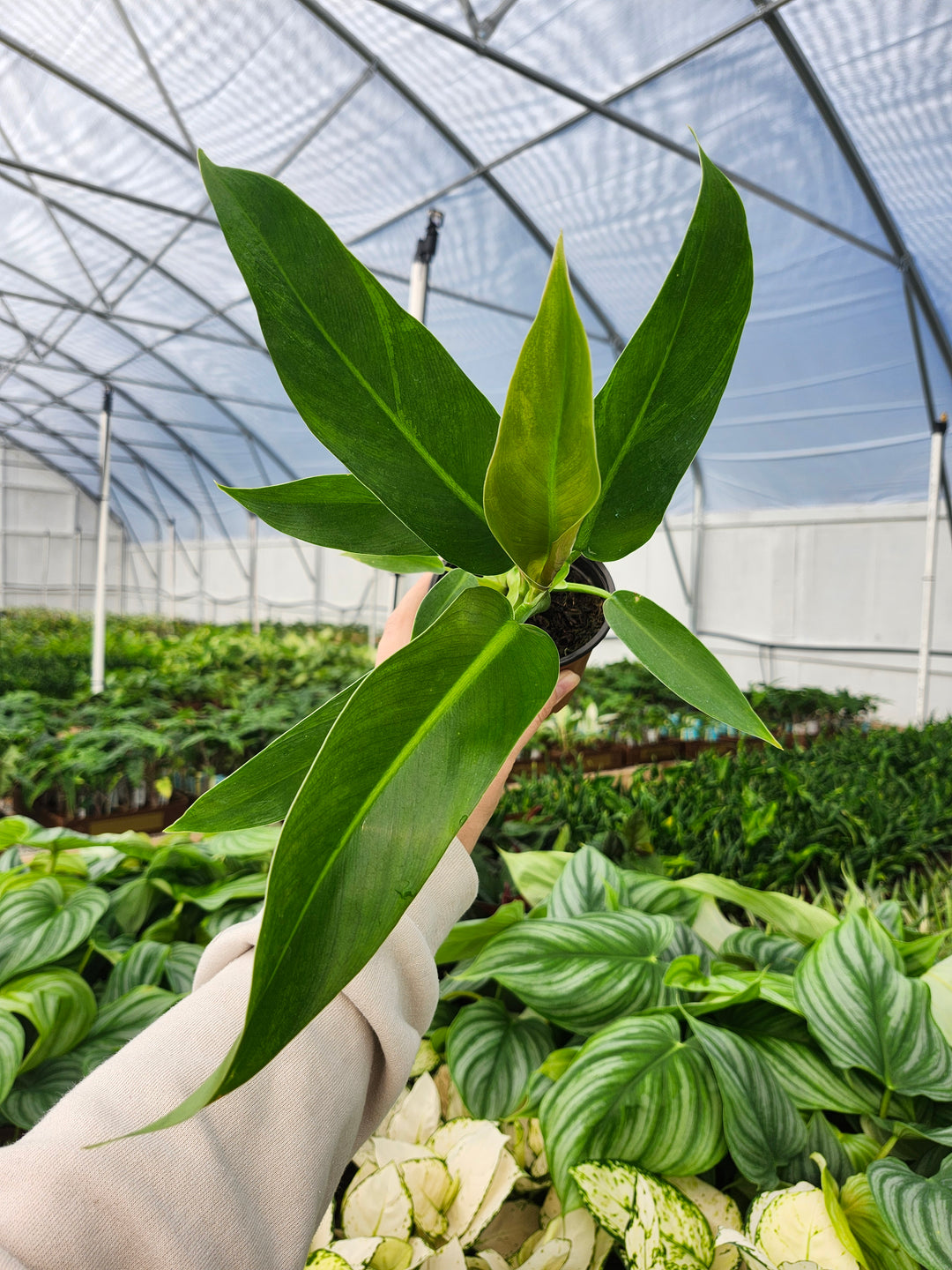 Philodendron Ruizii (4in)- Growers Choice