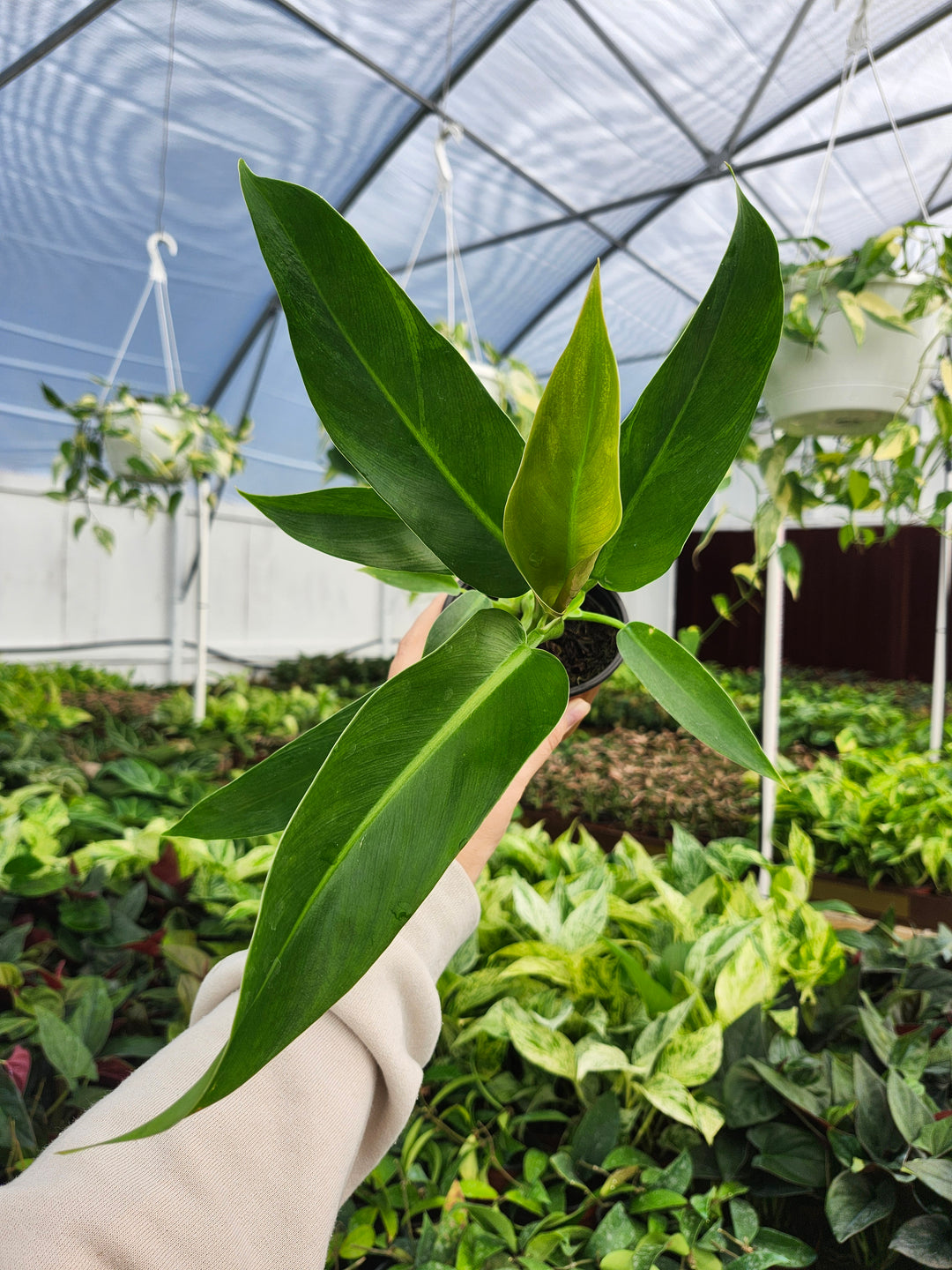 Philodendron Ruizii (4in)- Growers Choice